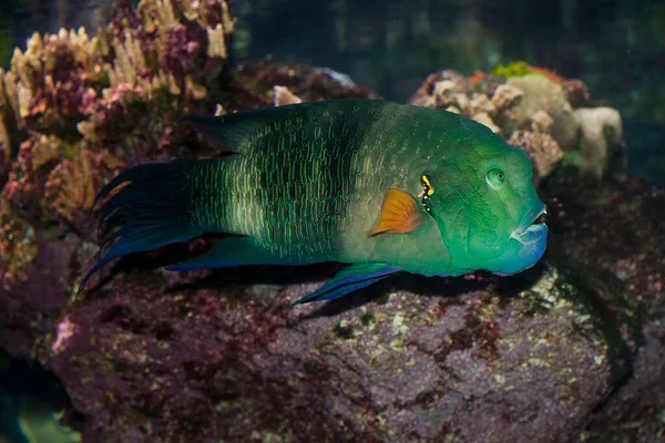 Fisk Till Havs Akvarium — Stockfoto