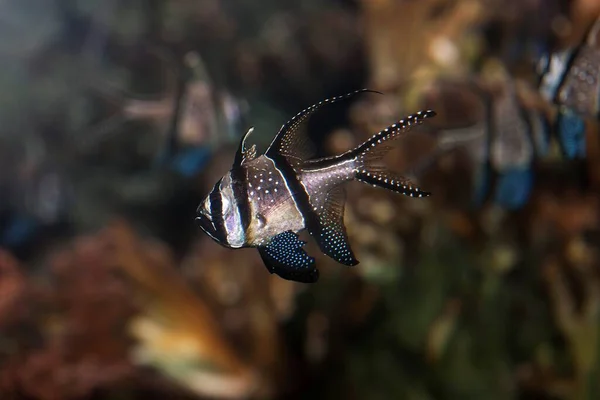 Banggai Cardinal Fish Pterapogon Kauderni — Fotografia de Stock