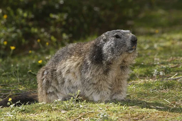 Alpine Marmot Marmota Marmota Volwassene Gras Alpen Zuid Oost Frankrijk — Stockfoto