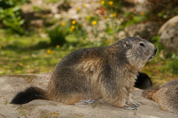 Alpine Marmot Marmota Marmota Volwassene Rotsen Alpen Zuid Oost Frankrijk — Stockfoto