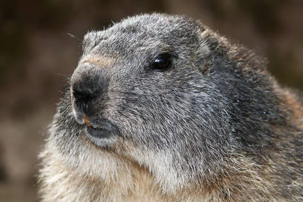 Alpine Marmot, marmota marmota, Yetişkinlerin Portresi, Fransa 'nın güneydoğusunda Alpler