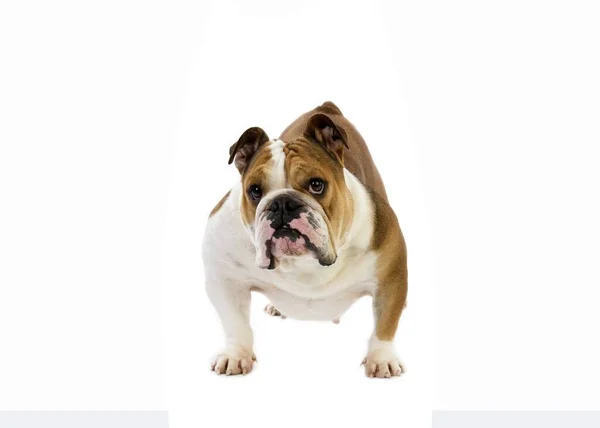 Angol Bulldog Fehér Háttér Ellen — Stock Fotó