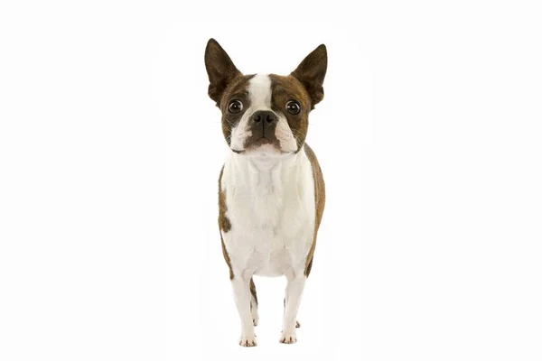Boston Terrier Dog Tegen Witte Achtergrond — Stockfoto