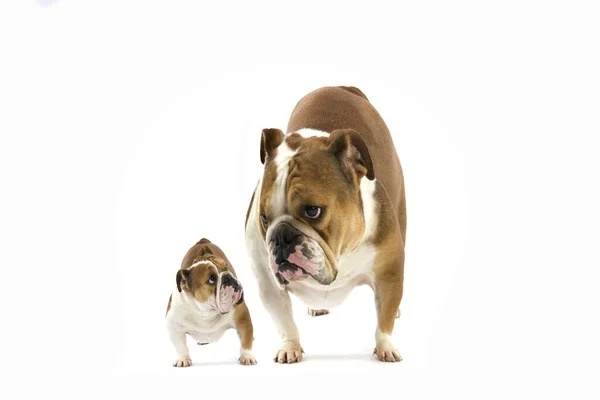 Bulldog Inglês Fêmeas Contra Voltamento Branco — Fotografia de Stock
