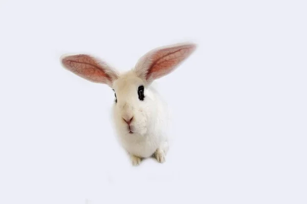 在白种人背景下的霍特家兔 来自诺曼底 — 图库照片