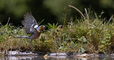 Ortak Chaffinch, Fringilla Coelebs, Uçuştaki Erkek, Fransa 'daki Normandiya' dan kalkış