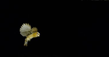 Ahır Baykuşu, Tyto Alba, Uçan Yetişkin, Fransa 'da Normandiya