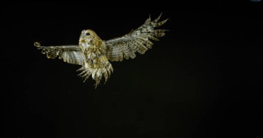 Avrasya baykuşu, strix aluco, Yetişkin Uçuşu, Fransa Normandiya