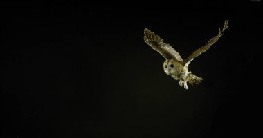 Avrasya baykuşu, strix aluco, Yetişkin Uçuşu, Fransa Normandiya