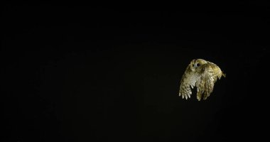 Avrasya baykuşu, strix aluco, Yetişkin Uçuşu, Fransa Normandiya