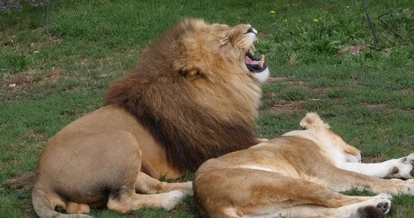 African Lion Panthera Leo Pair Male Open Mouth Masai Mara — 图库照片