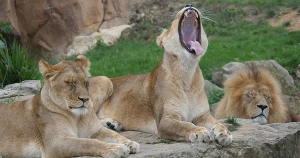 African Lion Panthera Leo Odpoczynek Grupowy Kobieta Otwartymi Ustami Masai — Zdjęcie stockowe