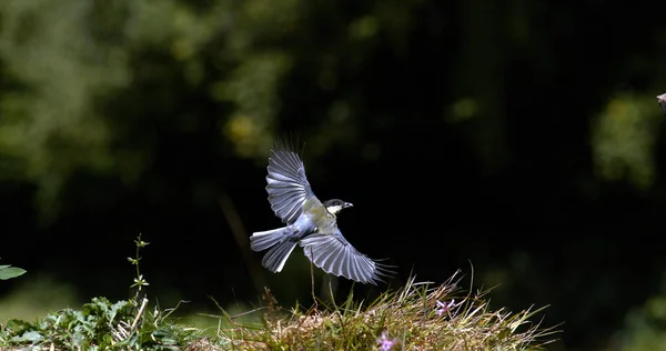 Great Tit Parus Major Adult Flight Taking Ground Normandy France — Stockfoto