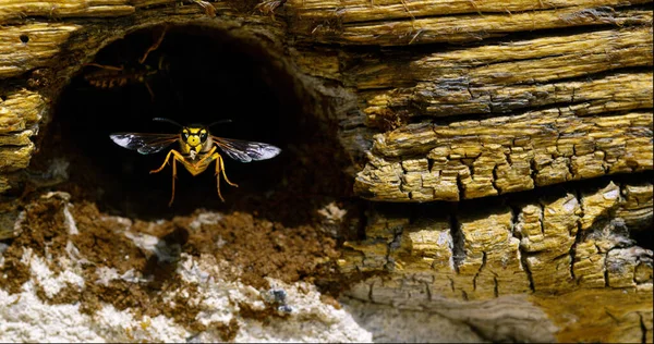 Paper Wasp Polistes Adult Flapping Wings Nest Entrance Normandia França — Fotografia de Stock