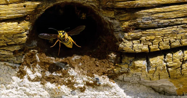 Paper Wasp Polistes Adult Flapping Wings Nest Entrance Normandy France — Stock Photo, Image