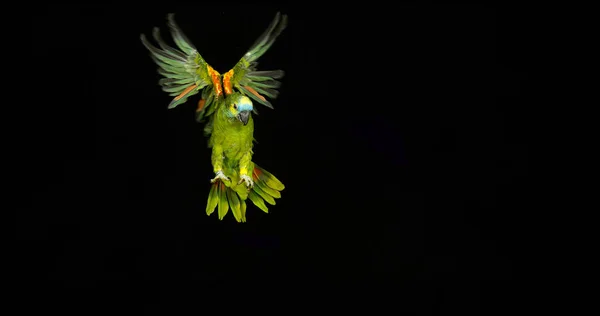 Papoušek Amazonský Nebo Papoušek Amazonský Tyrkysovou Fasádou Amazonská Estiva Dospělý — Stock fotografie