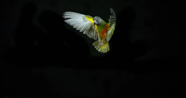 Senegal Papağanı Poicephalus Senegalus Yetişkin Uçuyor — Stok fotoğraf