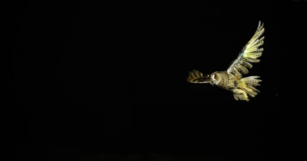 Long Eared Owl Asio Otus Adult Flight Normandy France Slow — Stock Photo, Image