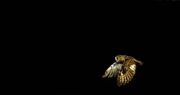 Long Eared Owl Asio Otus Adulto Voo Normandia França — Fotografia de Stock