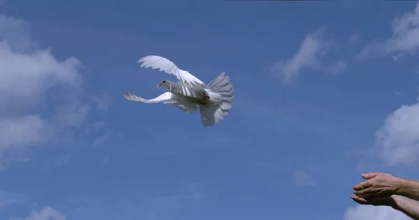 White Dove Columba Livia Adult Flight Απογείωση Από Hands Νορμανδία — Φωτογραφία Αρχείου