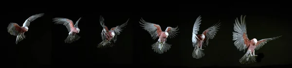 Galah Eolophus Roseicapilla Adult Flight Black Background — 스톡 사진