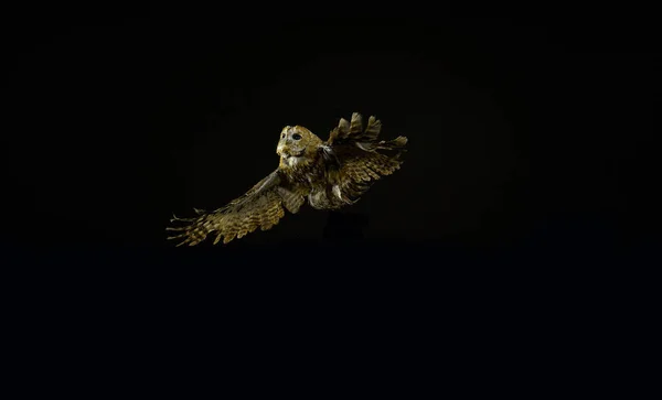 Eurasian Tawny Owl Strix Aluco Adult Flight Normandie France — Stock fotografie