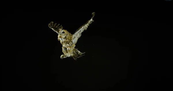 欧亚大陆Tawny Owl Strix Aluco Adult Flight Normandy France — 图库照片