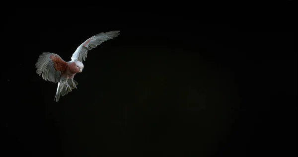 Galah Eolophus Roseicapilla Dospělý Letu Proti Černému Pozadí — Stock fotografie