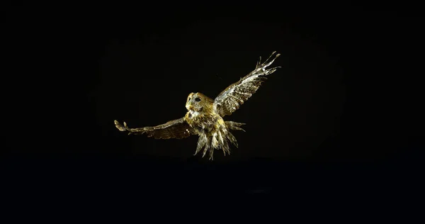 Avrasya Baykuşu Strix Aluco Yetişkin Uçuşu Fransa Normandiya — Stok fotoğraf