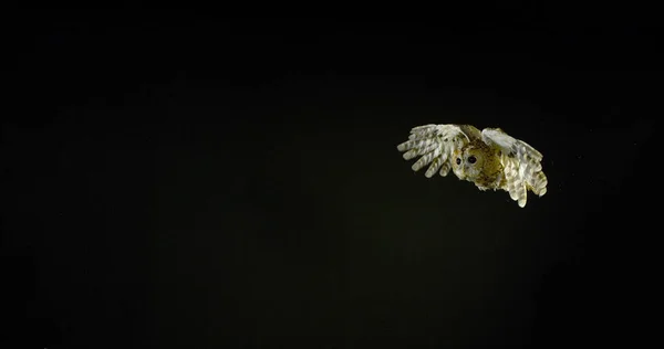 Eurasian Tawny Coruja Strix Aluco Adulto Voo Normandia França — Fotografia de Stock