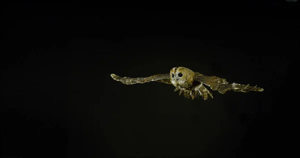 Eurasian Tawny Owl Strix Aluco Adult Flight Νορμανδία Στη Γαλλία — Φωτογραφία Αρχείου