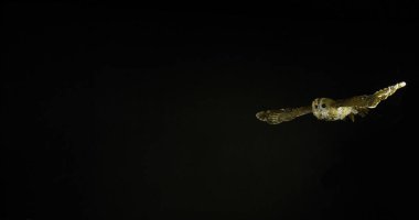 Avrasya baykuşu, strix aluco, Yetişkin Uçuşu, Fransa Normandiya