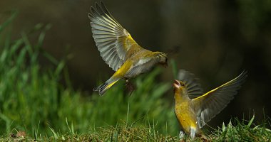 Avrupa yeşil ispinozu, carduelis klorisi, Yetişkin Uçuşu, Dövüşü, Fransa 'da Normandiya
