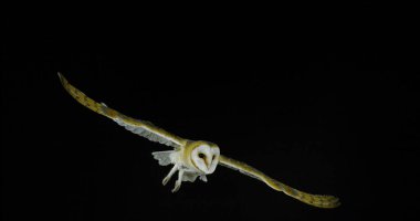 Ahır Baykuşu, Tyto Alba, Uçan Yetişkin, Fransa 'da Normandiya