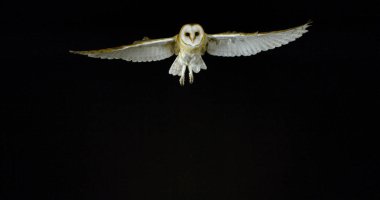 Ahır Baykuşu, Tyto Alba, Uçan Yetişkin, Fransa 'da Normandiya