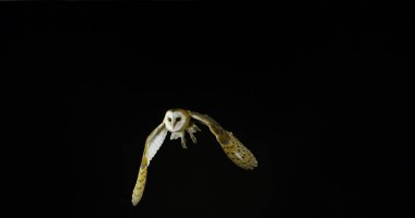 Ahır Baykuşu, Tyto Alba, Uçan Yetişkin, Fransa 'da Normandiya