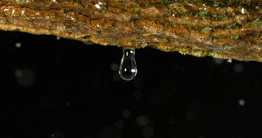 Branch, Normandiya 'ya yağmur yağıyor