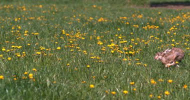 Avrupa Tavşanı ya da Vahşi Tavşan, Oryctolagus Cuniculus, Yetişkin Çiçekler, Normandiya
