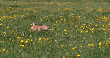 Avrupa Tavşanı ya da Vahşi Tavşan, Oryctolagus Cuniculus, Yetişkin Çiçekler, Normandiya
