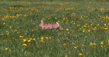 Avrupa Tavşanı ya da Vahşi Tavşan, Oryctolagus Cuniculus, Yetişkin Çiçekler, Normandiya