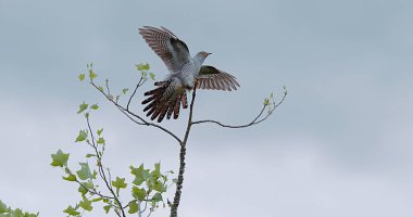 Cuckoo, guguk kuşu kanorusu, Uçan Yetişkin, Şubeye İniş, Normandiya