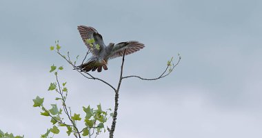 Cuckoo, guguk kuşu kanorusu, Uçan Yetişkin, Şubeye İniş, Normandiya