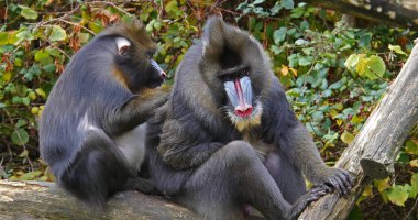 Mandrill, mandrillus sfenks, çift tımar