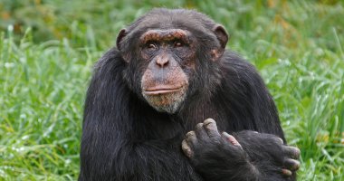 Şempanze, pan trogloditler, Yetişkin Portresi