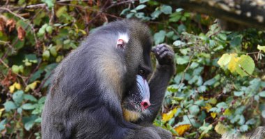 Mandrill, mandrillus sfenks, erkek portresi, başını kaşımak.