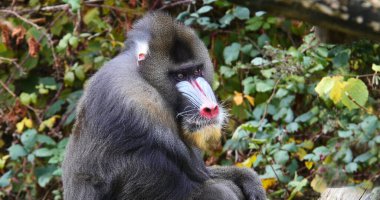 Mandrill, mandrillus sfenks, Erkek Portresi