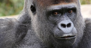 Doğu Ovası Gorili, Goril Graueri, Erkek Portresi