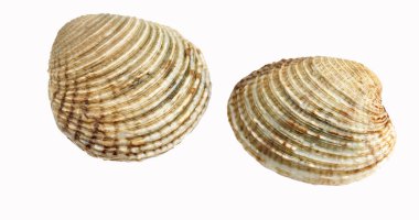 Deniz tarağı, Venüs verrucosa, Beyaz Arkaplan 'a karşı kabuklar