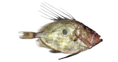 Taze John Dory, zeus faber, Beyaz Arkaplan 'a karşı Balık