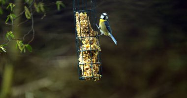Blue Tit, parus caeruleus, Adult Feeding at Trough, Normandy